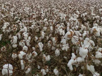 مراوح الطرد المركزي ثنائية المدخل من SunxFan تمت ترقيتها مرة أخرى: الجيل الجديد من منتجات التردد المتغير EC يساعد جامعي القطن على العمل بكفاءة